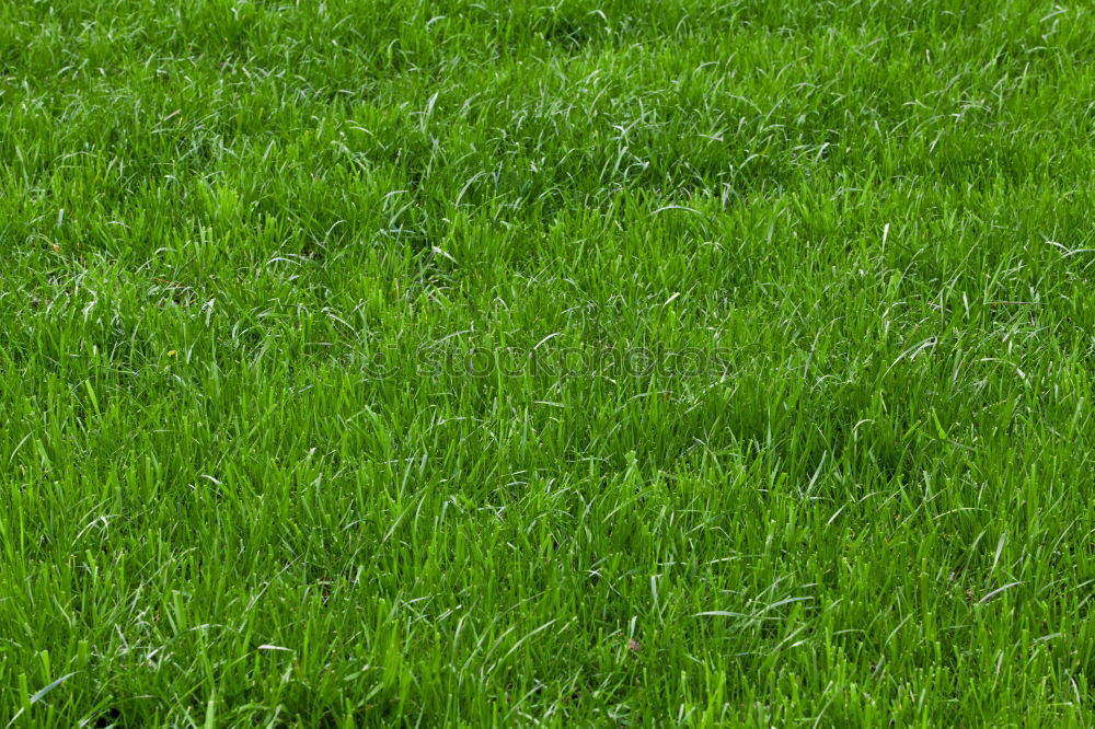 Similar – green side of life Grass