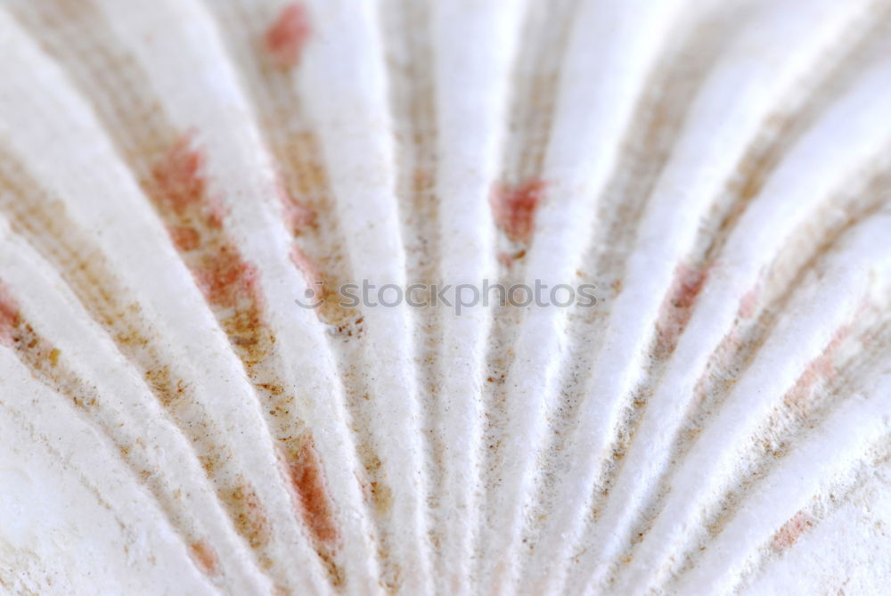 Similar – Image, Stock Photo seashell Mussel Summer