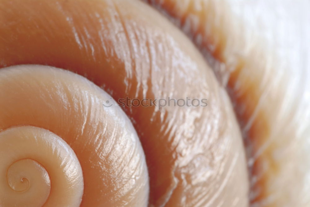 Similar – Image, Stock Photo SNAIL Nature Animal