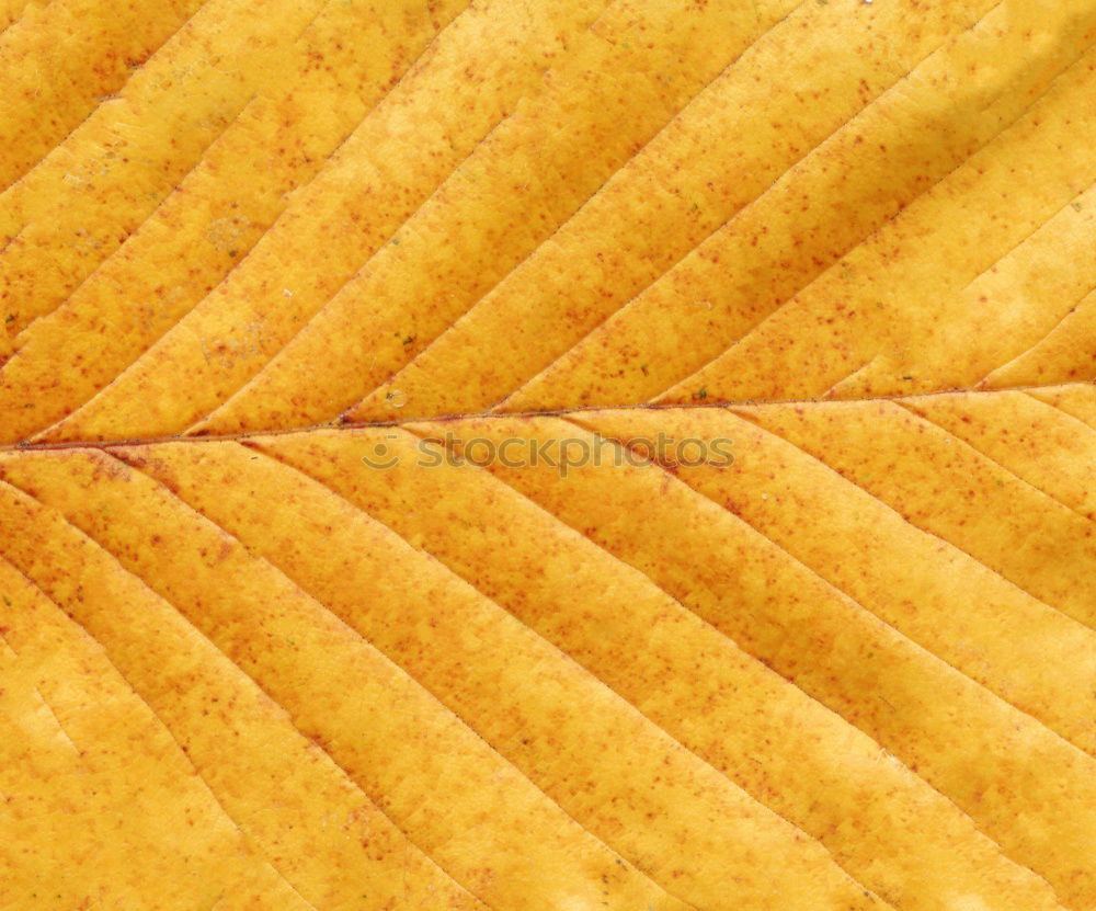 Similar – brown leaf texture Leaf