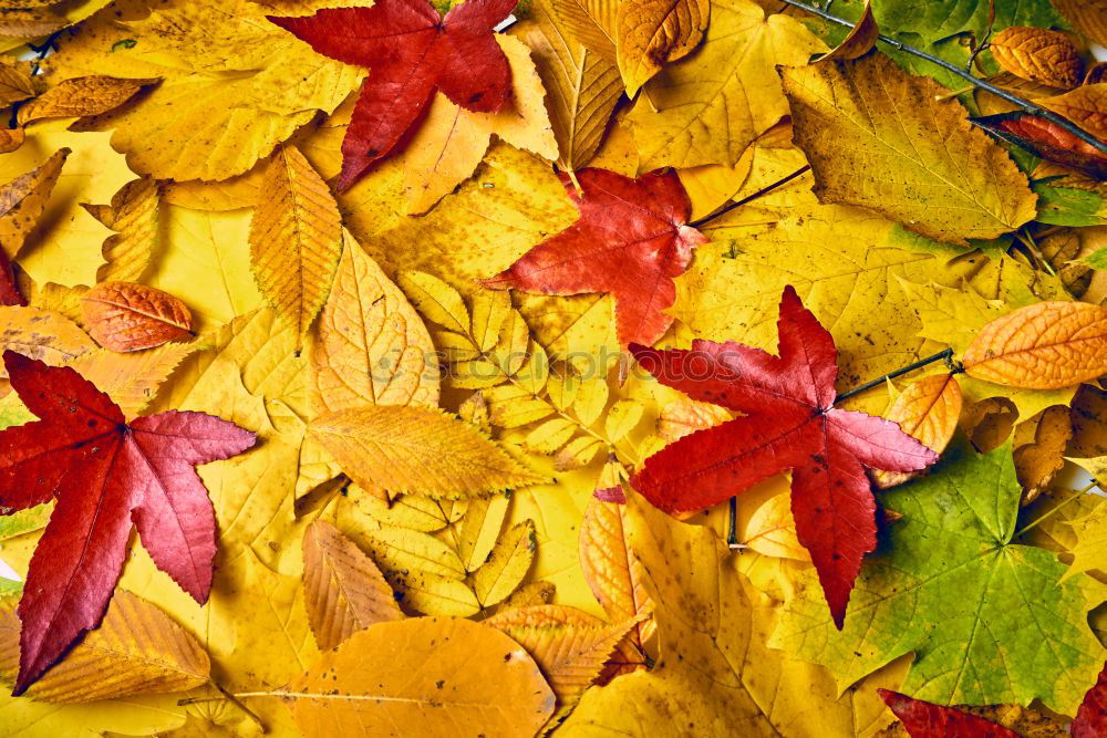 Similar – Golden Autumn Leaf