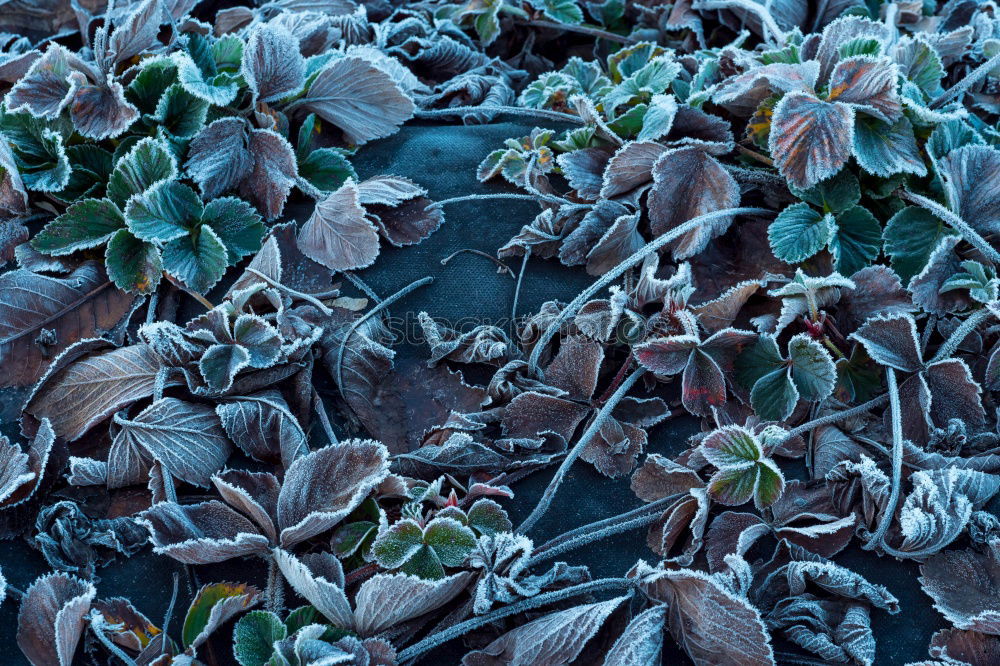 Similar – Macro of male and female chewing louse