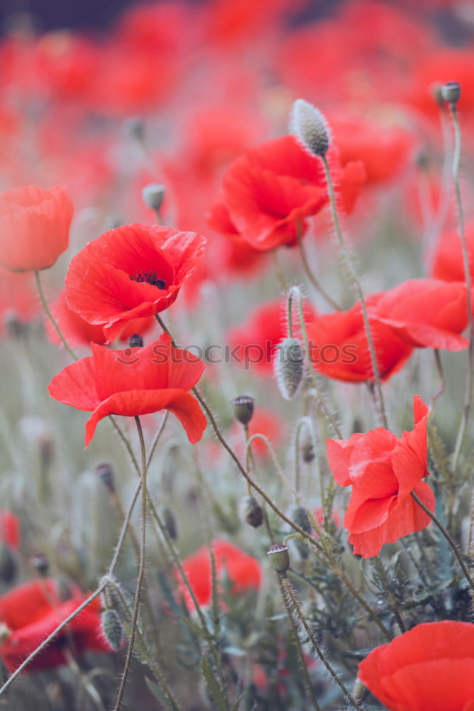 Image, Stock Photo poppy field in summertime. vintage retouch