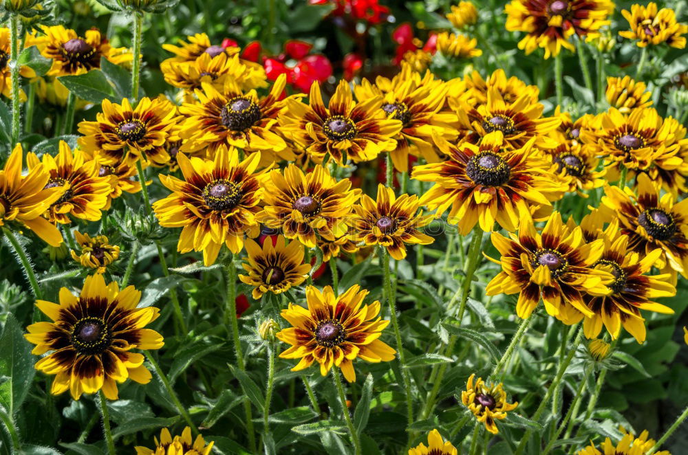 Similar – Image, Stock Photo more flowery Flower Yellow