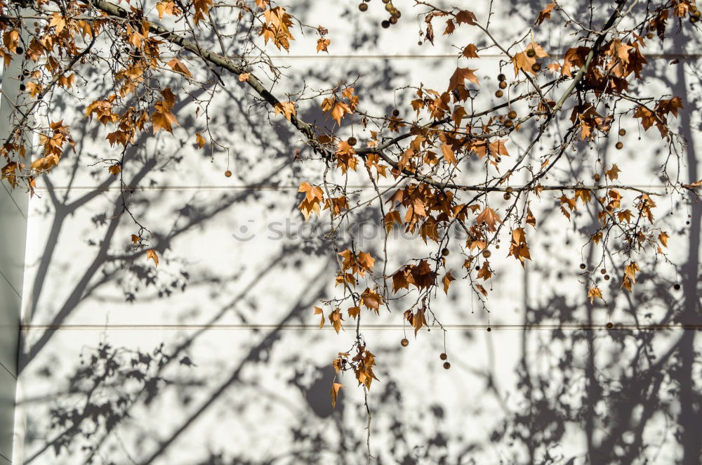 Image, Stock Photo leaf wall Nature Autumn