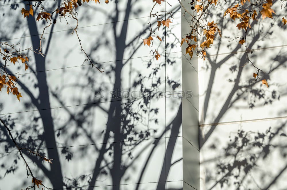 Similar – Foto Bild Herbstbaum Baum Mauer Wand