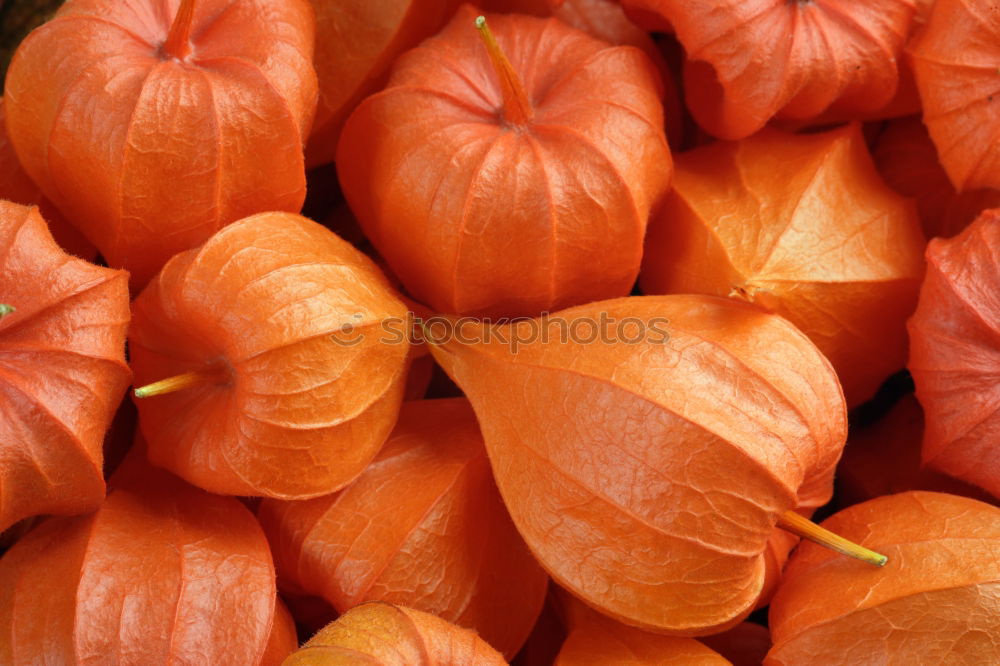 Similar – orange case Citrus fruits