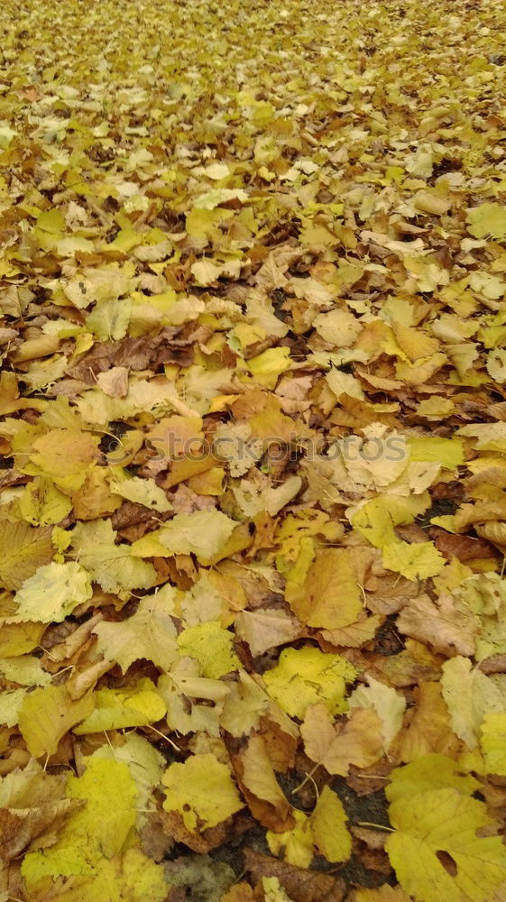 Similar – Image, Stock Photo yellow foliage Footwear