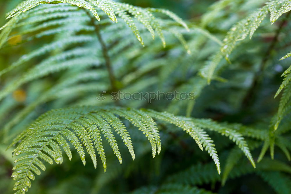 Similar – Image, Stock Photo leaf on leaf Environment