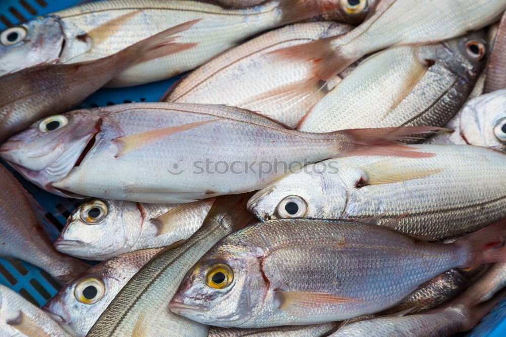 Similar – tuna fish Food Fish