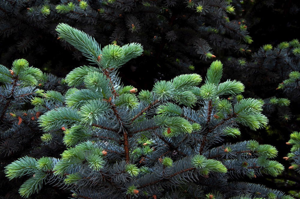 Similar – Image, Stock Photo needles Plant Growth