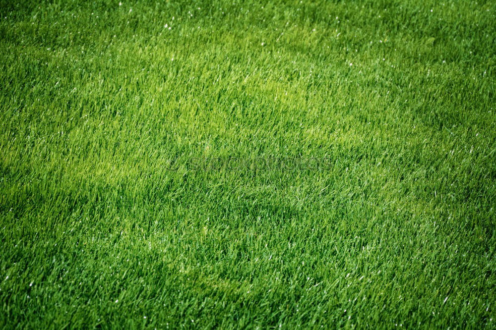 Similar – Image, Stock Photo The grass is green Grass