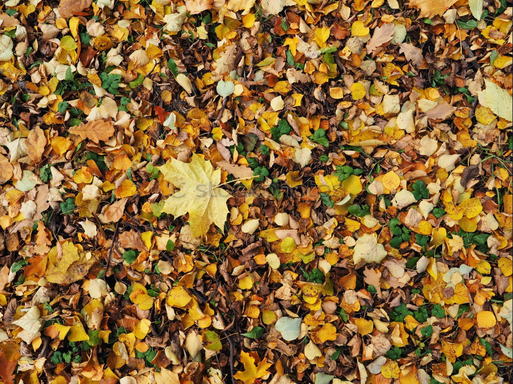 Similar – autumn Herbst Blatt Gras