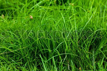 Similar – Image, Stock Photo grass Grass Green Spring