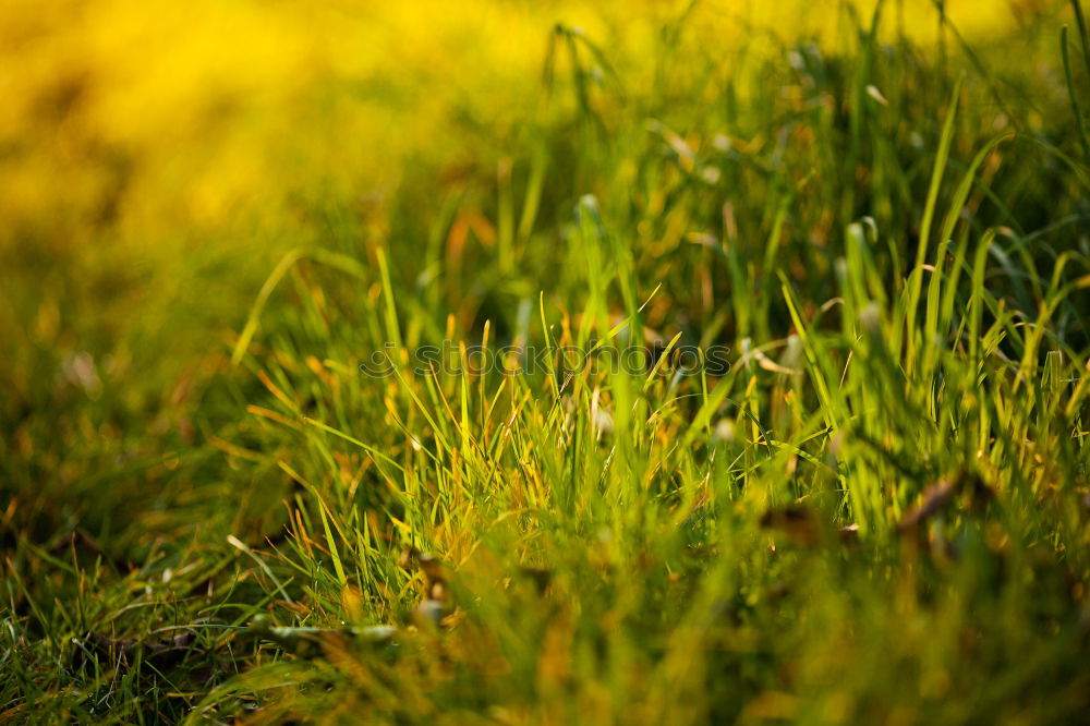 Similar – Foto Bild Blattigel Herbst grün