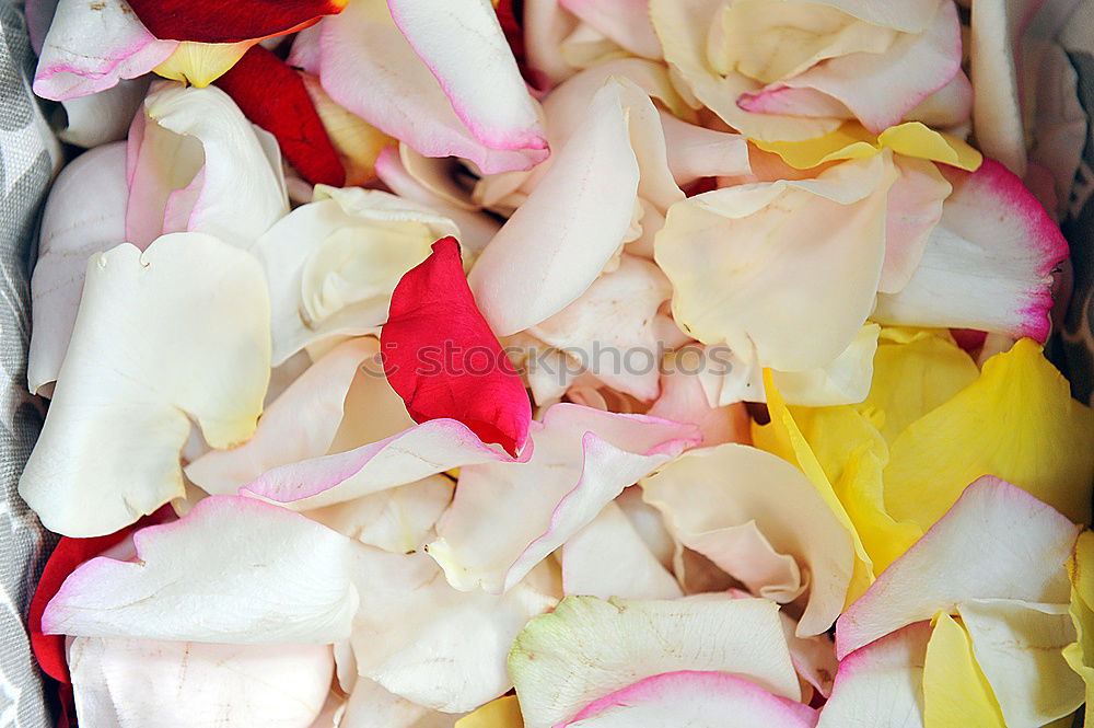 Image, Stock Photo Colourful Soap Pink