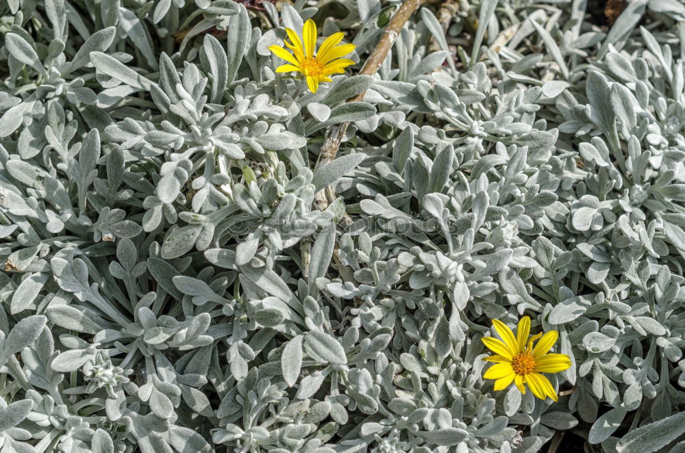 Similar – Yellow in green Nature