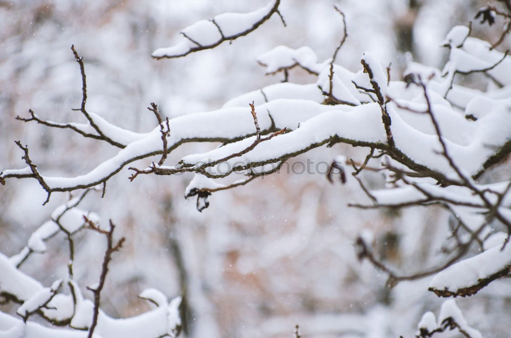 Similar – Image, Stock Photo touché Environment Nature