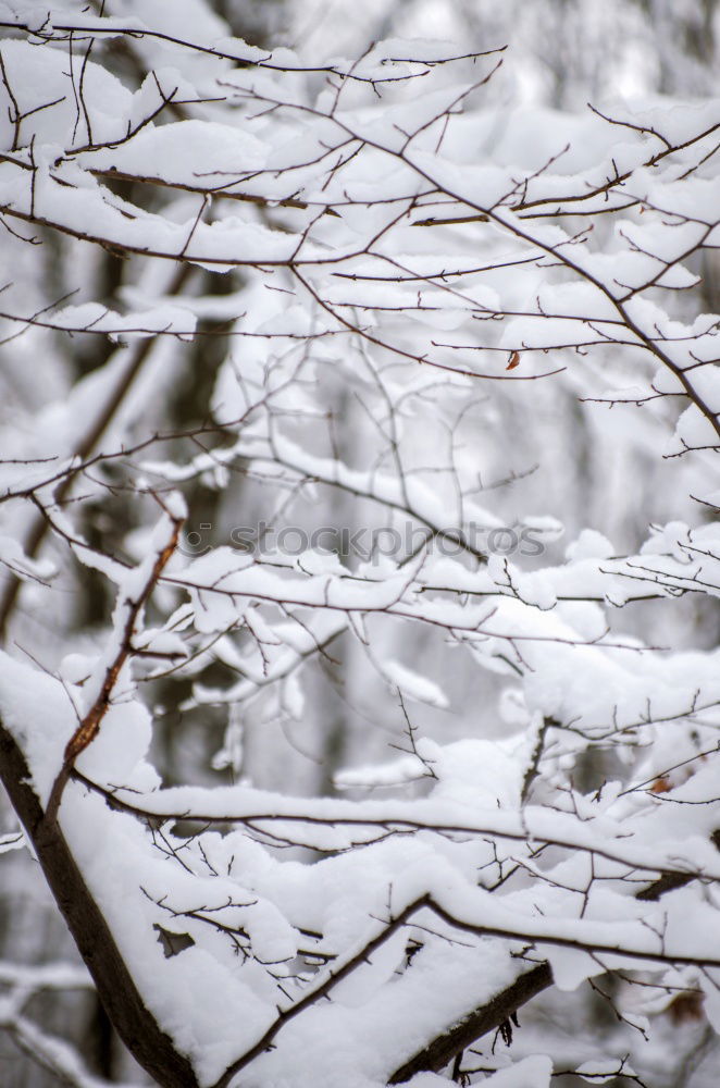 Similar – Mourning cross in the snow