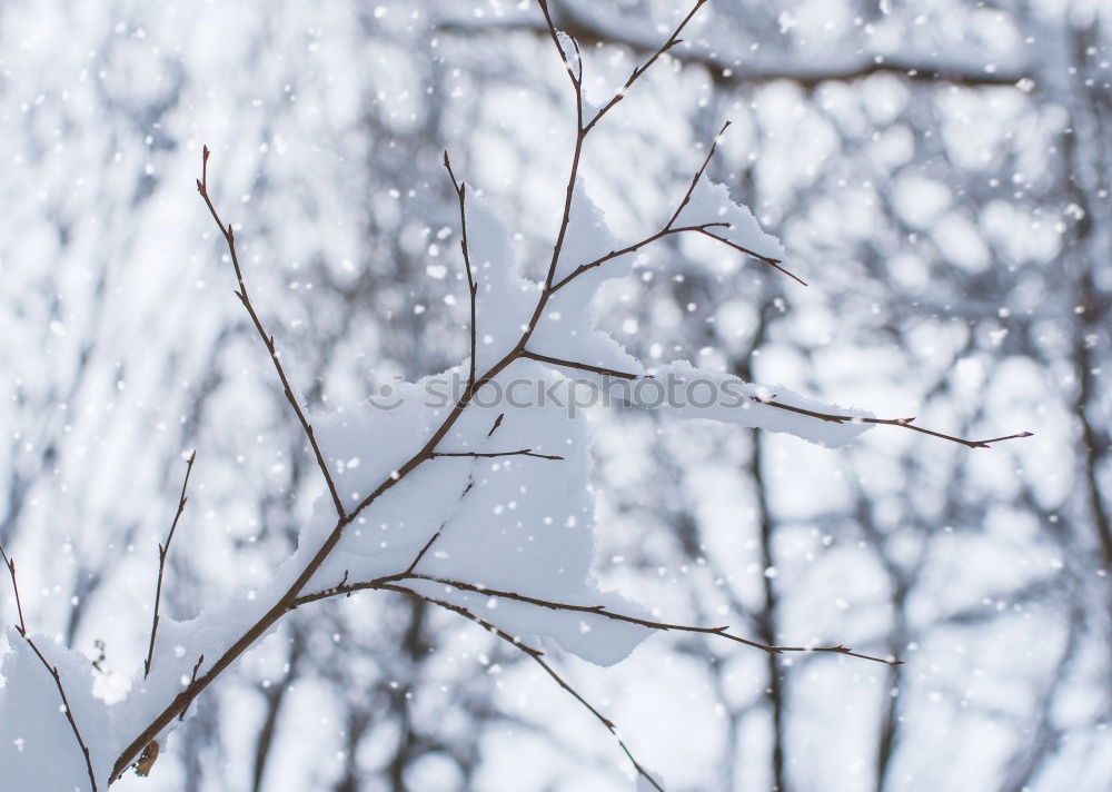 hoarfrost plant