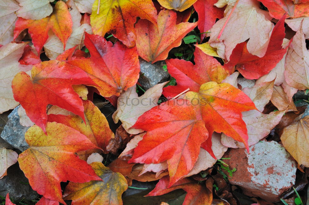 Similar – Image, Stock Photo Red maple leaves on the ground