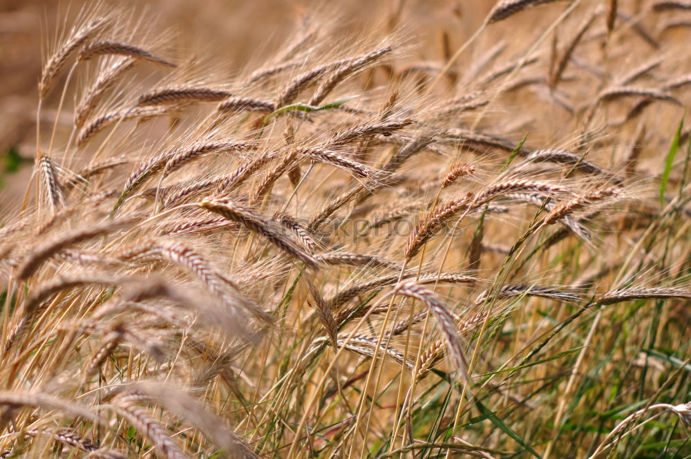 Similar – Image, Stock Photo Closeup of field of ripe golden rye