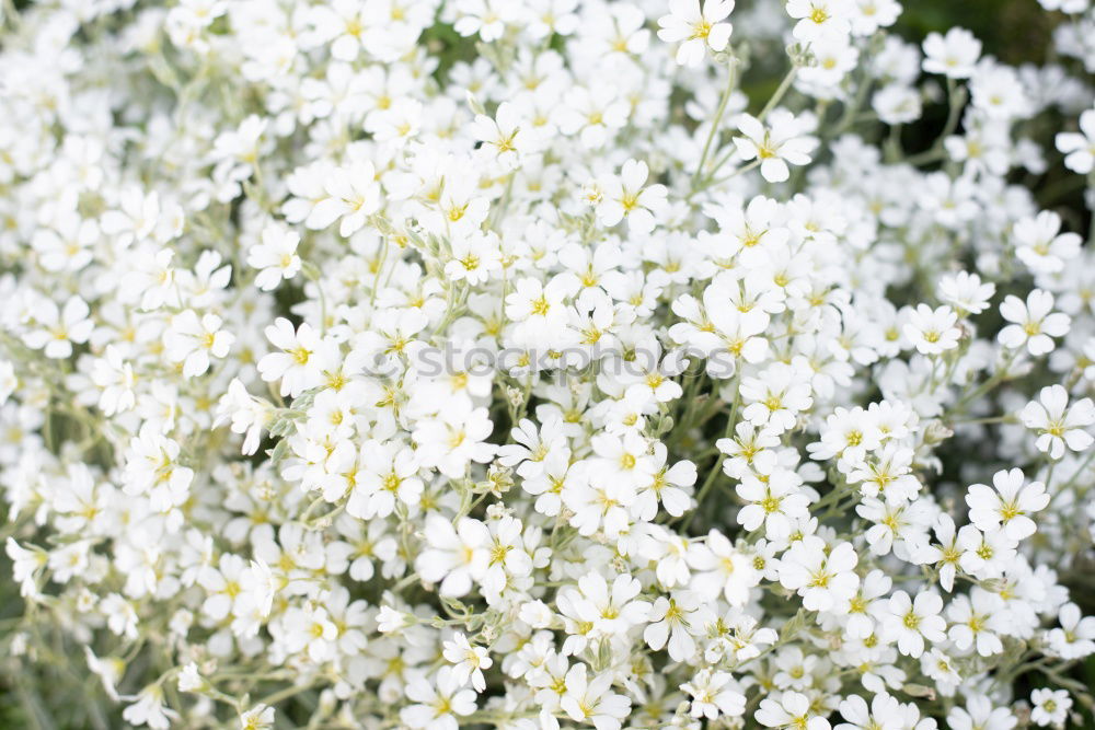 sea of blossoms Blossom