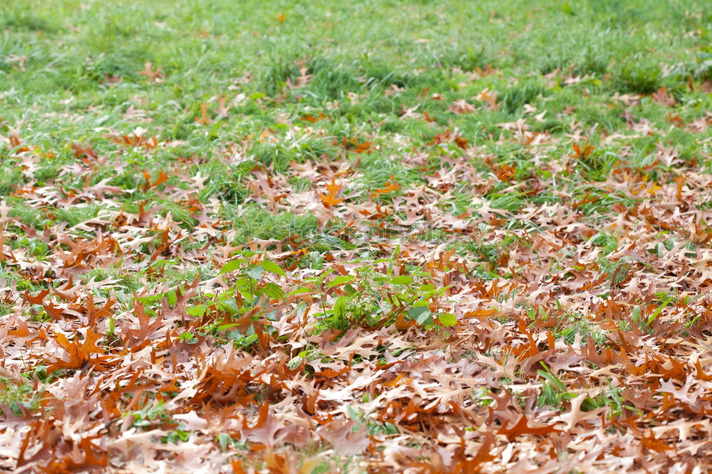 Similar – Image, Stock Photo Five before autumn Grass