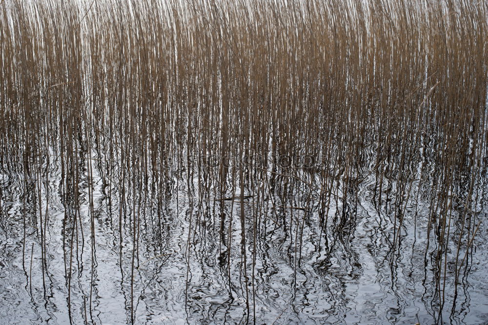 Similar – Watt und Schiffsweg bei Ebbe