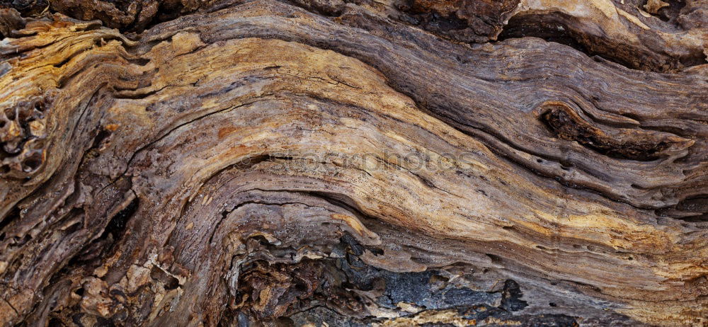 Similar – Image, Stock Photo The root sepp Nature Tree