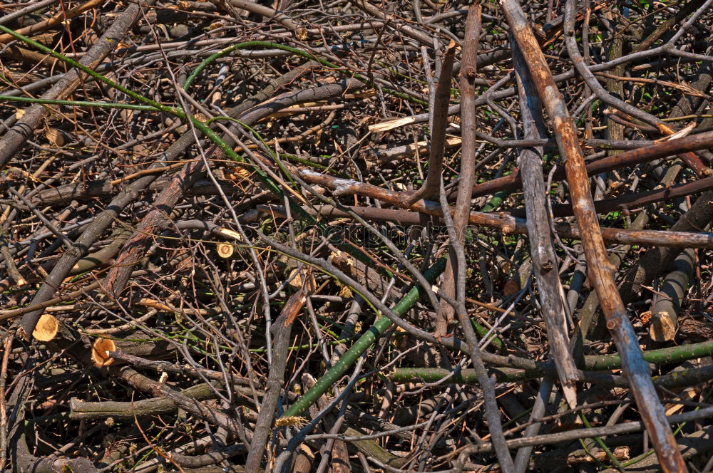 Similar – early autumn Leaf Dry