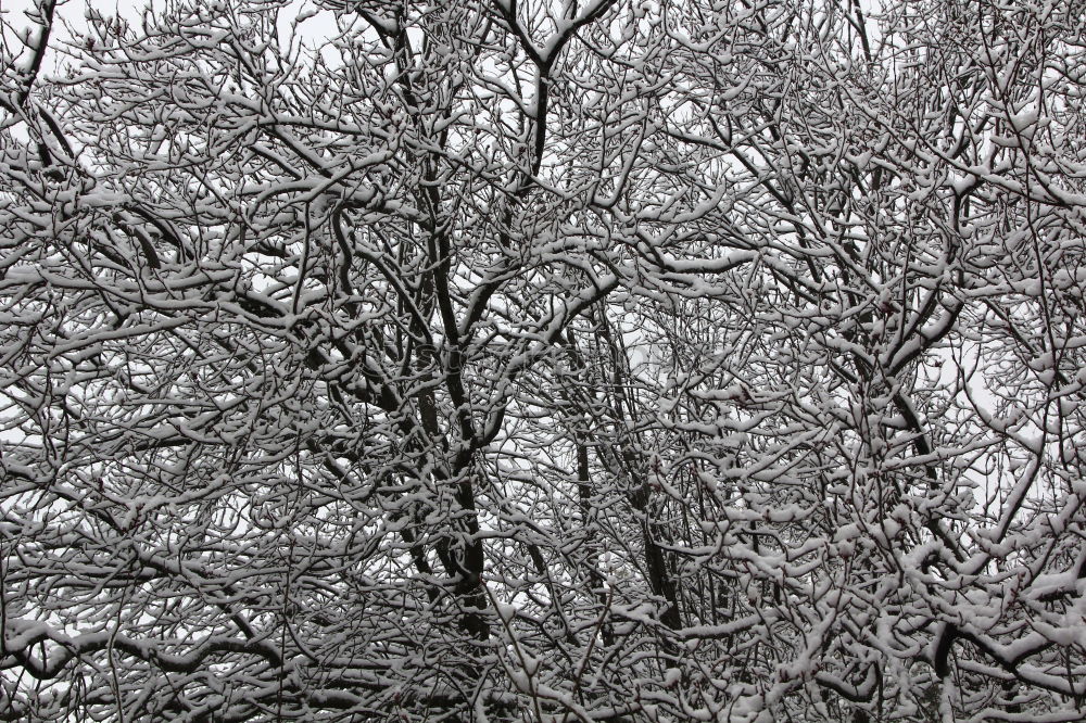 Similar – Image, Stock Photo Christmas forest Nature