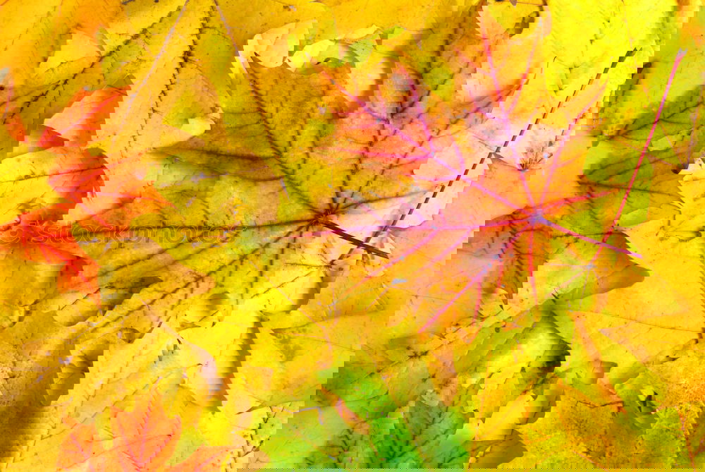 Similar – Image, Stock Photo #AS# Autumn Three Art