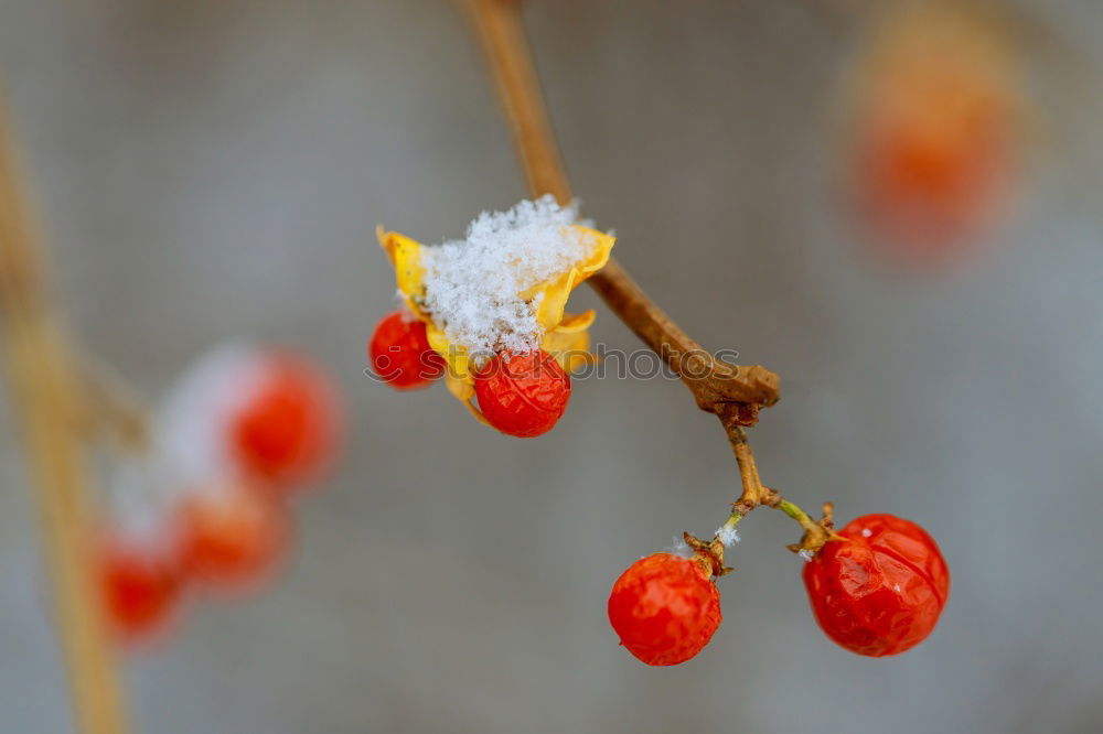 Similar – Image, Stock Photo pollen alarm…