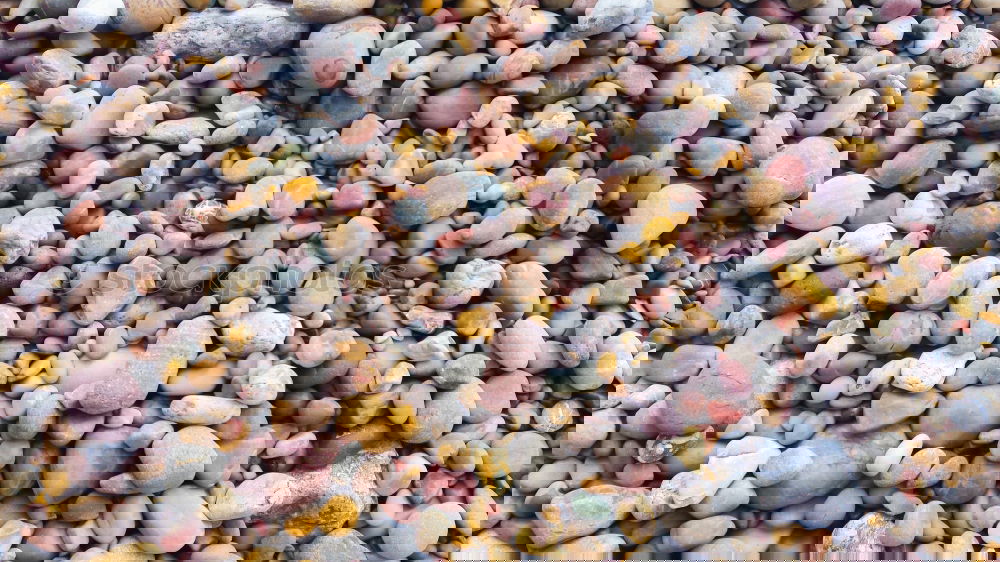Foto Bild Muscheln Strand
