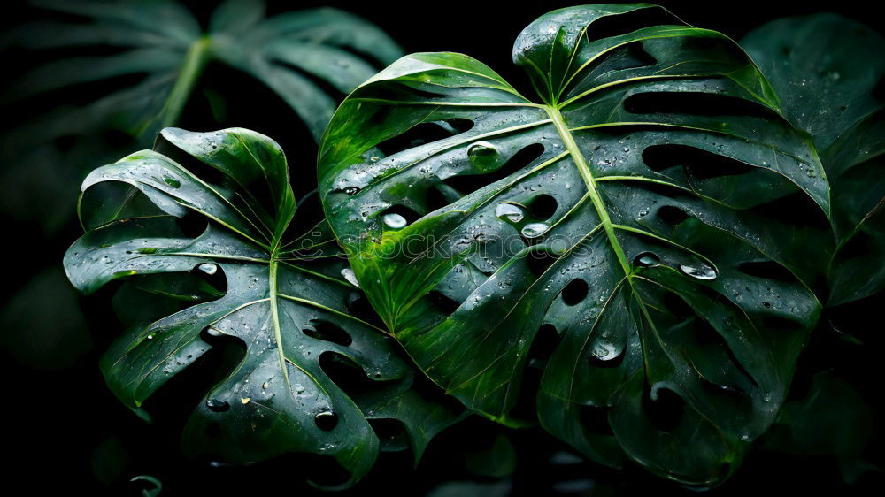 Similar – Image, Stock Photo Meadow after the rain