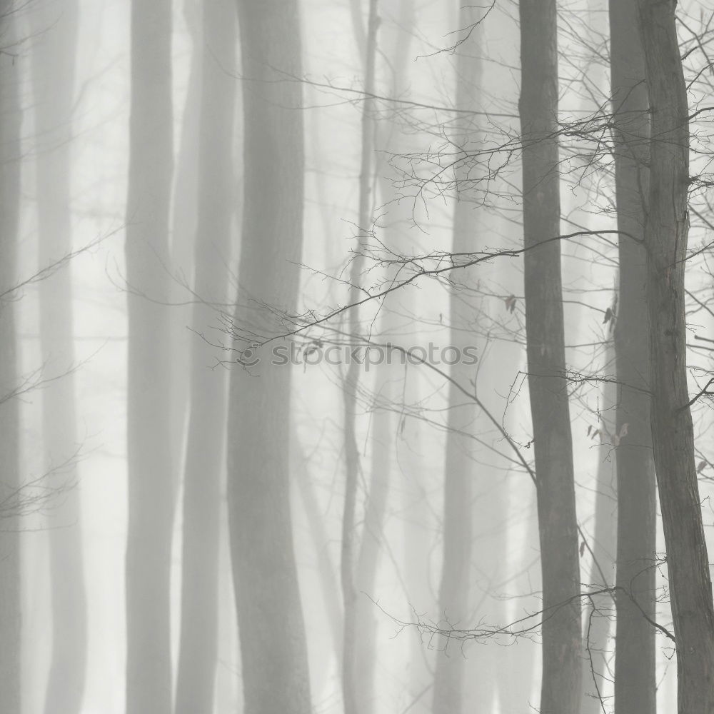 Similar – foggy woods #4 Fog