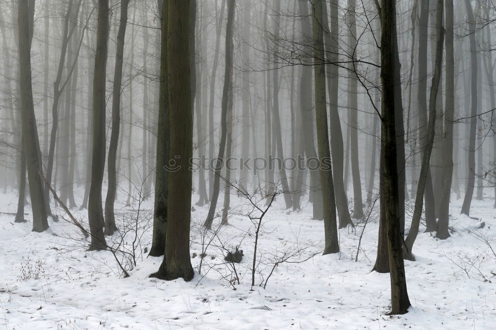 Similar – Holz vor der Hütte Umwelt