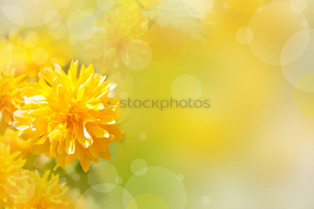 Similar – flower Flower Yellow