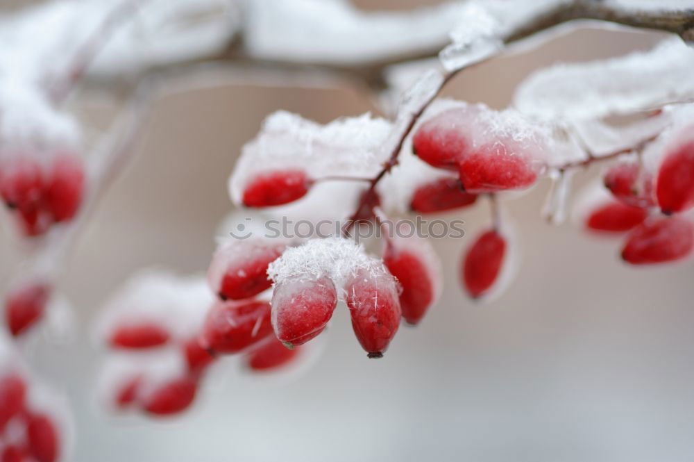 Similar – Image, Stock Photo frosty fruit II Beverage