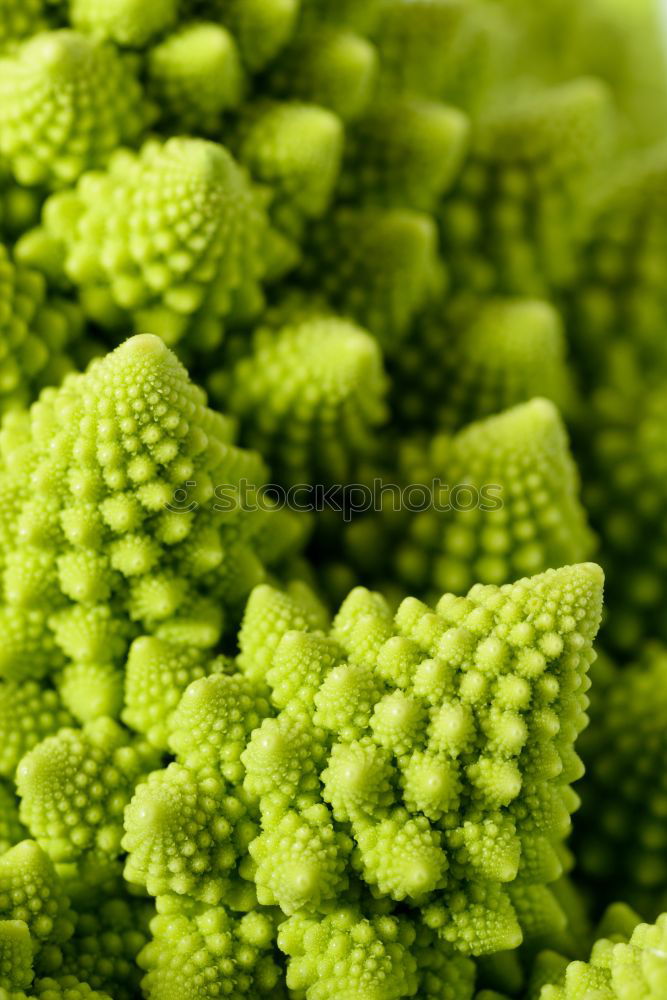 Similar – Fractal vegetables