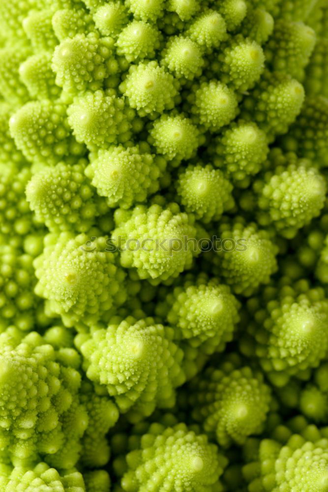 Image, Stock Photo Vegetable Landscape II