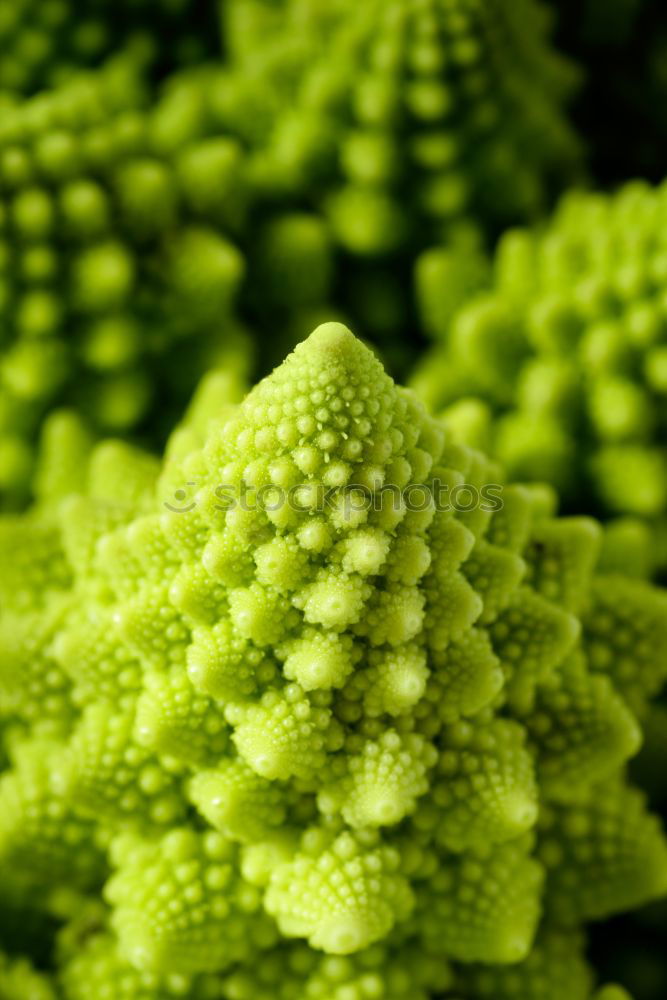 Similar – Fractal vegetables