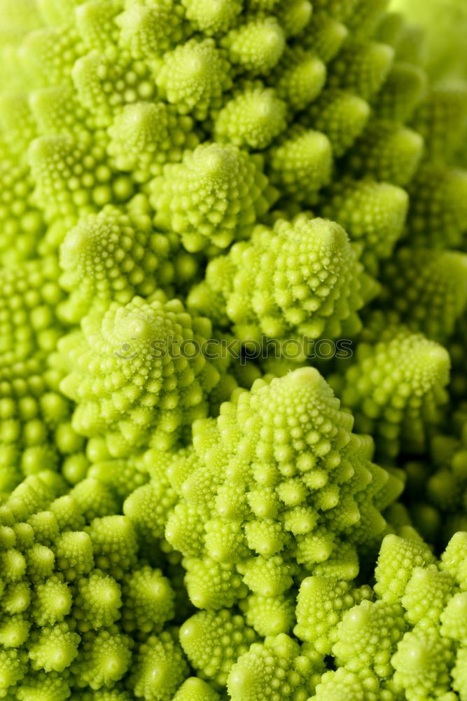 Similar – Fractal vegetables