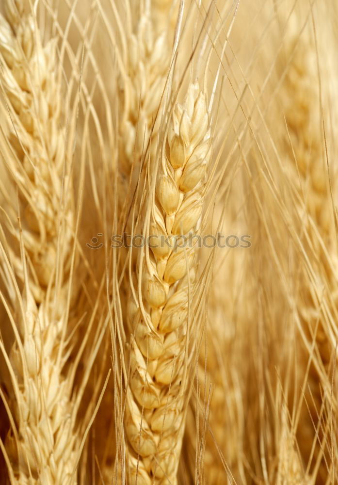 grain Wheat Field