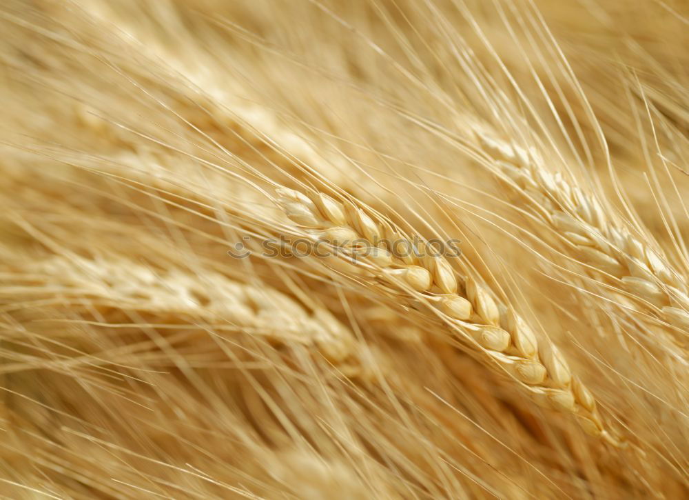 Similar – grain Wheat Field