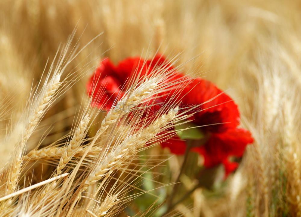 Similar – Anders Mohn Feld Sommer