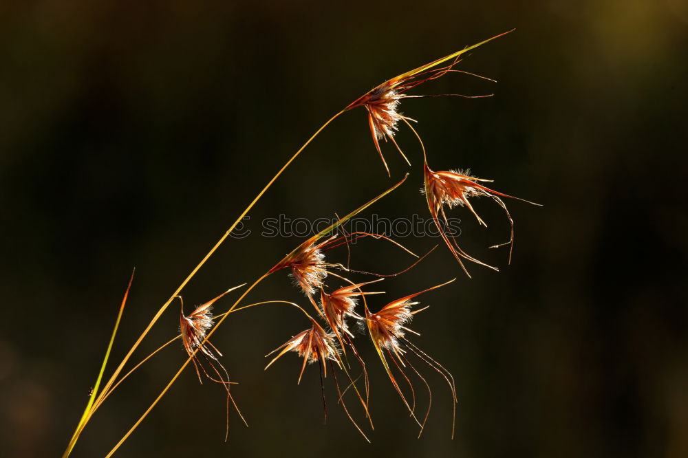 Similar – shadow parker Flower Plant