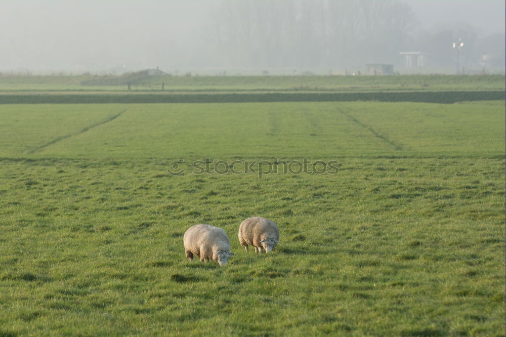 Similar – Image, Stock Photo [Linum 1.0] Crane meeting