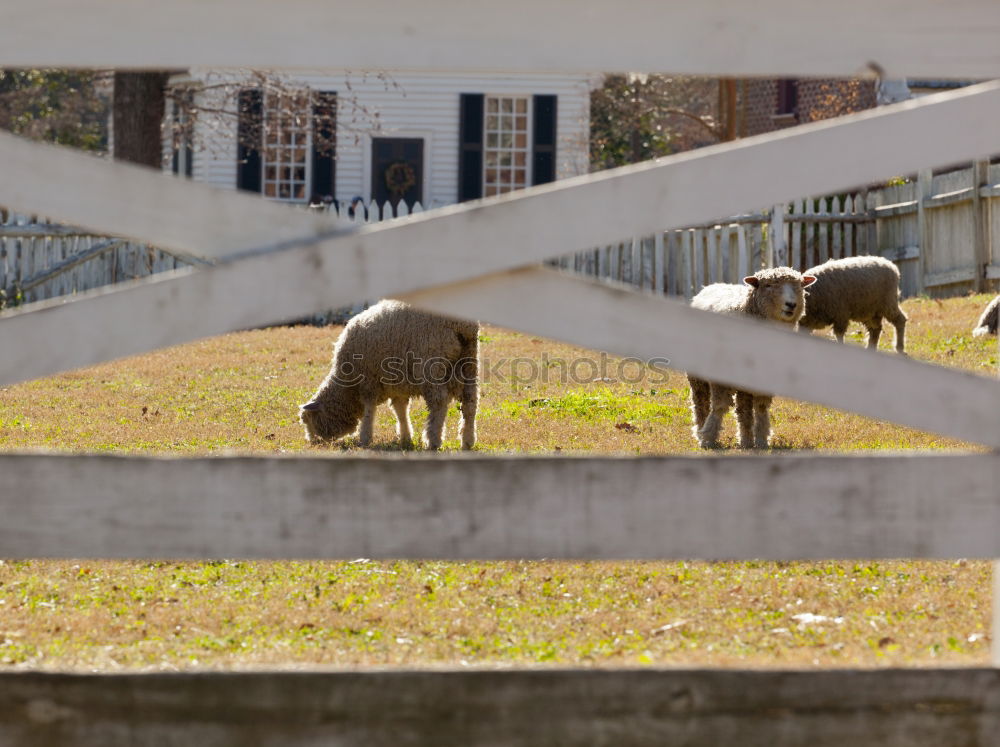 Similar – Sheep and the city Trip